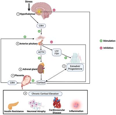 The role of the hypothalamic-pituitary-adrenal axis in depression across the female reproductive lifecycle: current knowledge and future directions